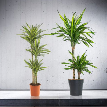 Dracaena Rikki Plant - Corn Plant